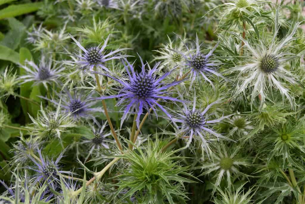 Eryngium planum ---